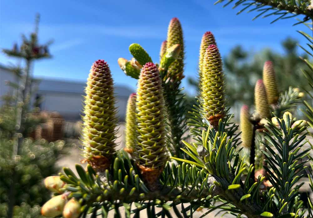 Abies koreana Fk Punkaharju - koreagran. Stångby plantskola