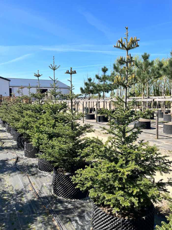 Abies koreana Fk Punkaharju - koreagran. Stångby plantskola