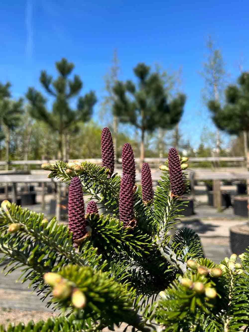 Abies koreana Fk Punkaharju - koreagran. Stångby plantskola