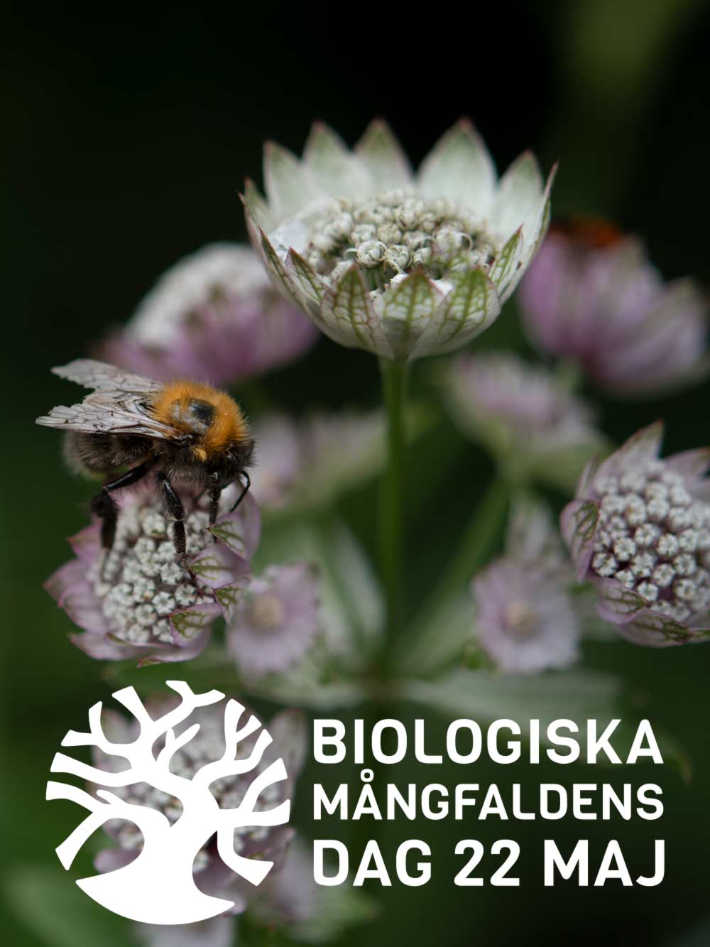 Biologiska mångfaldens dag – 22 maj