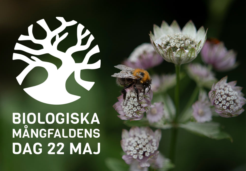 Biologiska mångfaldens dag – 22 maj