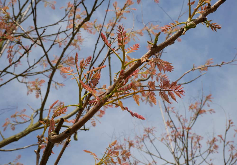 Koelreuteria panicualata - kinesträd Stångby Plantskola