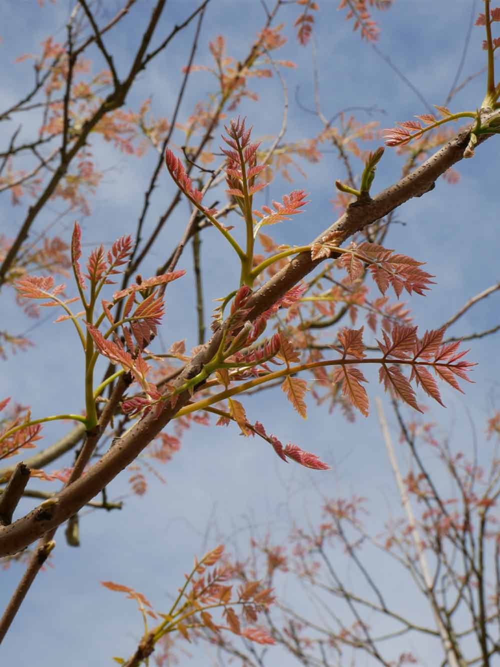 Koelreuteria panicualata - kinesträd Stångby Plantskola