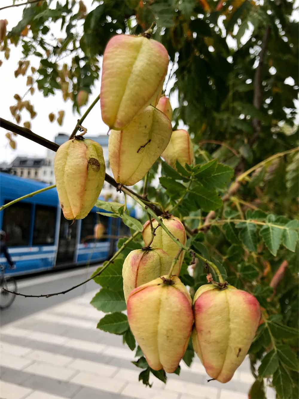 Koelreuteria panicualata - kinesträd Stångby Plantskola