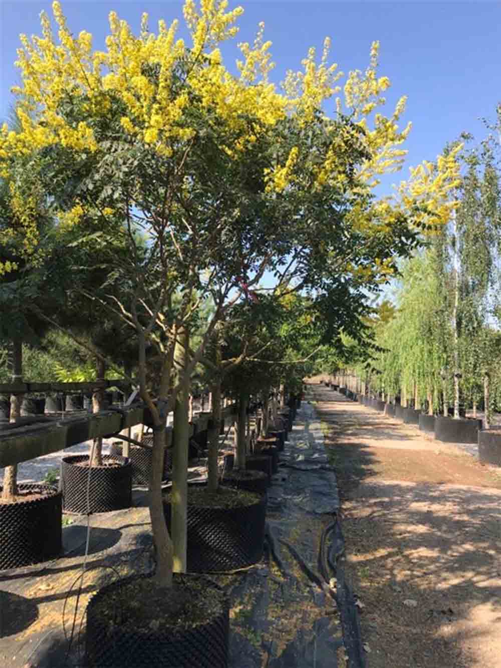 Koelreuteria panicualata - kinesträd Stångby Plantskola