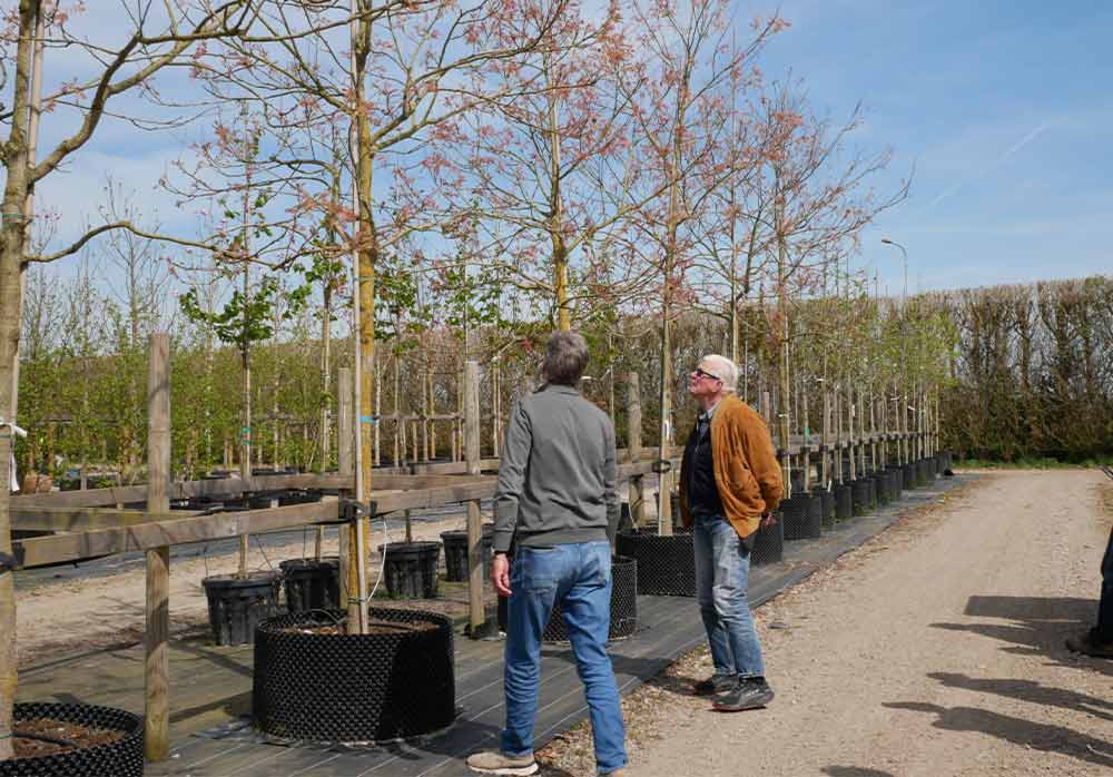 koelreuteria-piet-oudolf Piet Oudolf på Stångby April 2025