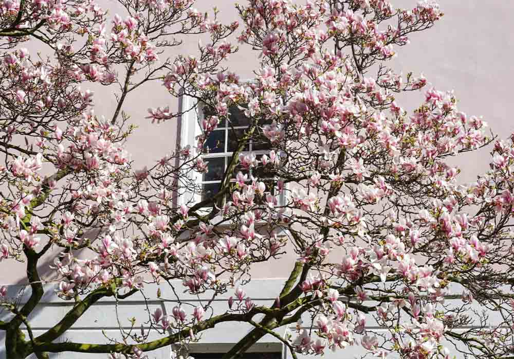 Magnolia. Nyhetsbrev 12 Stångby Plantskola Maj 2025