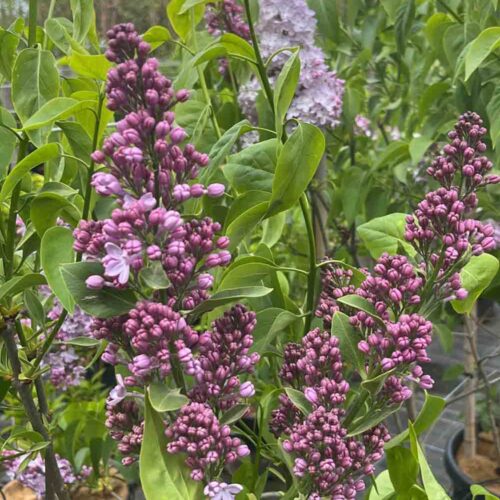 Syringa vulgaris ‘Emilie Piper’ - ädelsyren. Stångby Plantskola