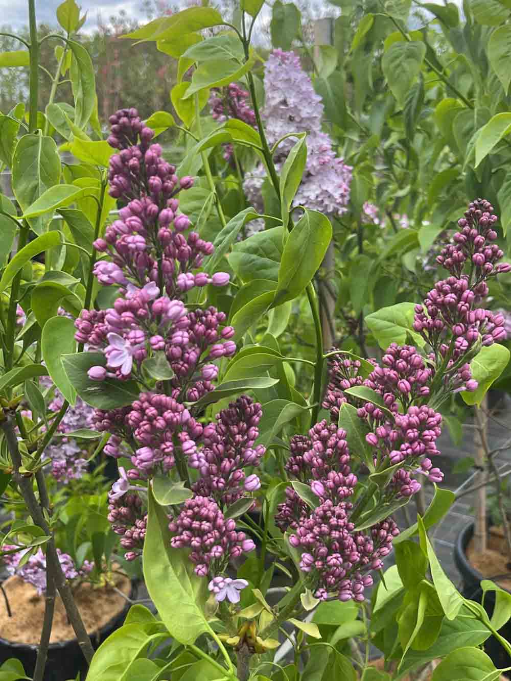 Syringa vulgaris ‘Emilie Piper’ - ädelsyren. Stångby Plantskola