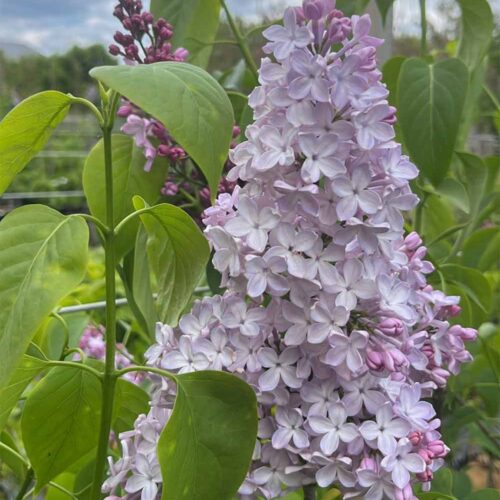 Syringa