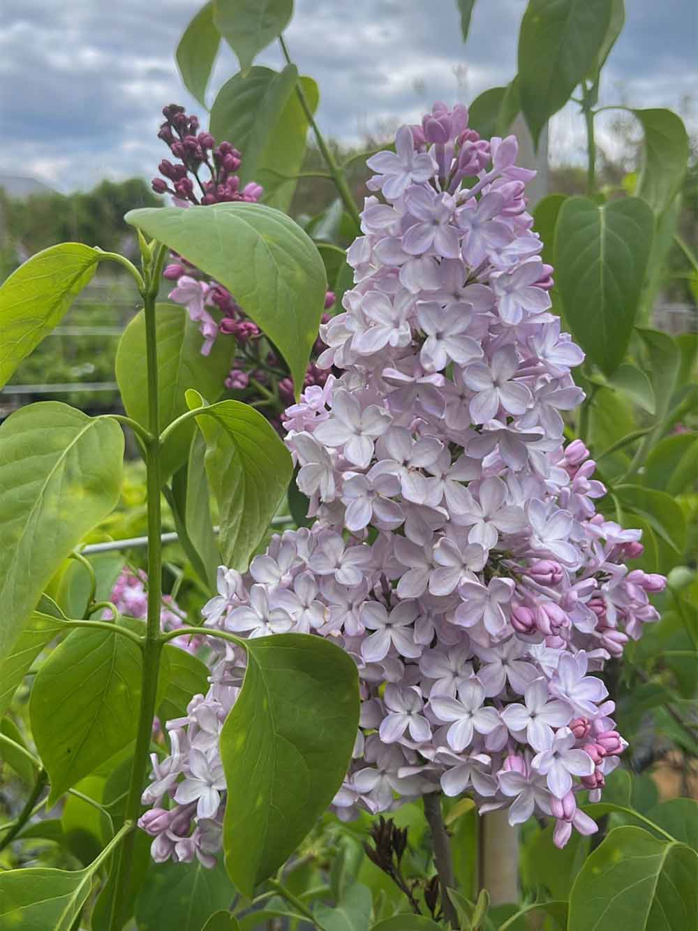 Syringa vulgaris ‘Emilie Piper’ - ädelsyren. Stångby Plantskola