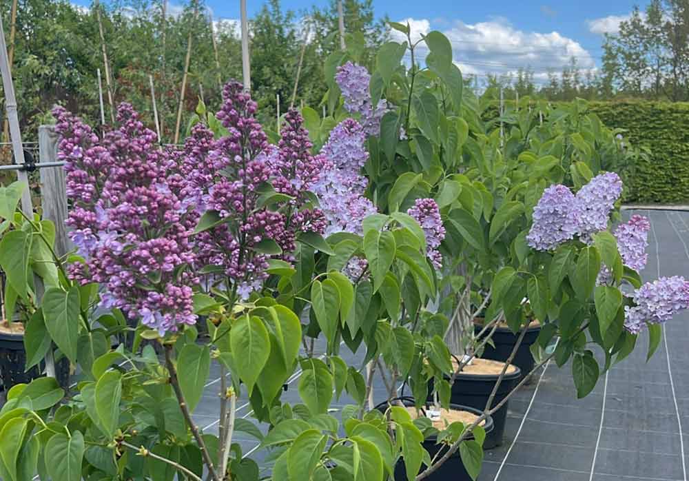 Syringa vulgaris ‘Emilie Piper’ - ädelsyren. Stångby Plantskola