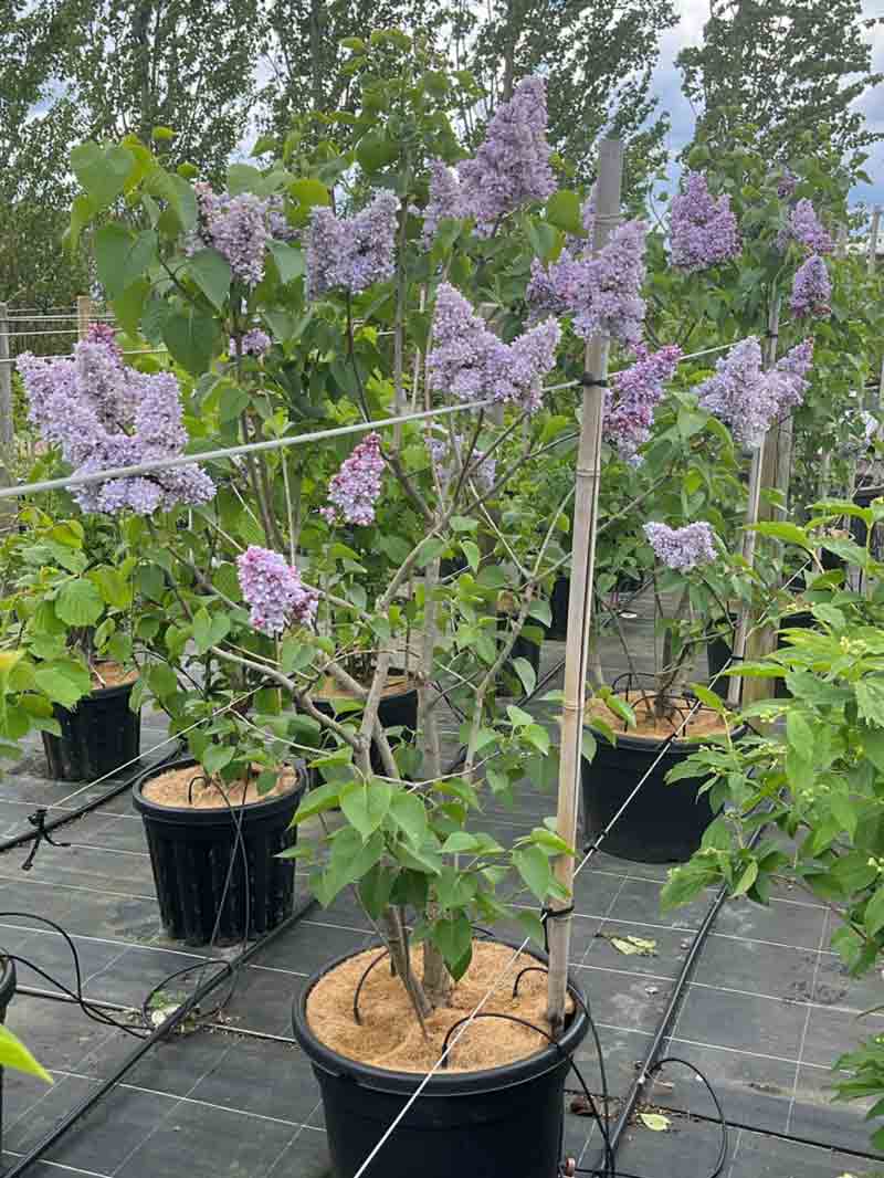 Syringa vulgaris ‘Emilie Piper’ - ädelsyren. Stångby Plantskola