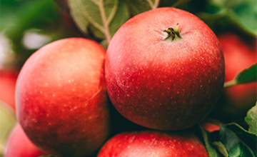Stångby Plantskola Växtkatalog - Frukt & Bär