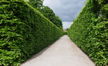 Stångby Plantskola Växtkatalog - Häckguide