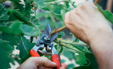 Stångby Plantskola Växtkatalog - Tillbehör