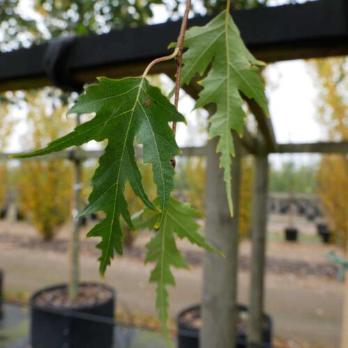 Betula pendula 'Crispa' - flikbladig björk, Stångby Plantskola