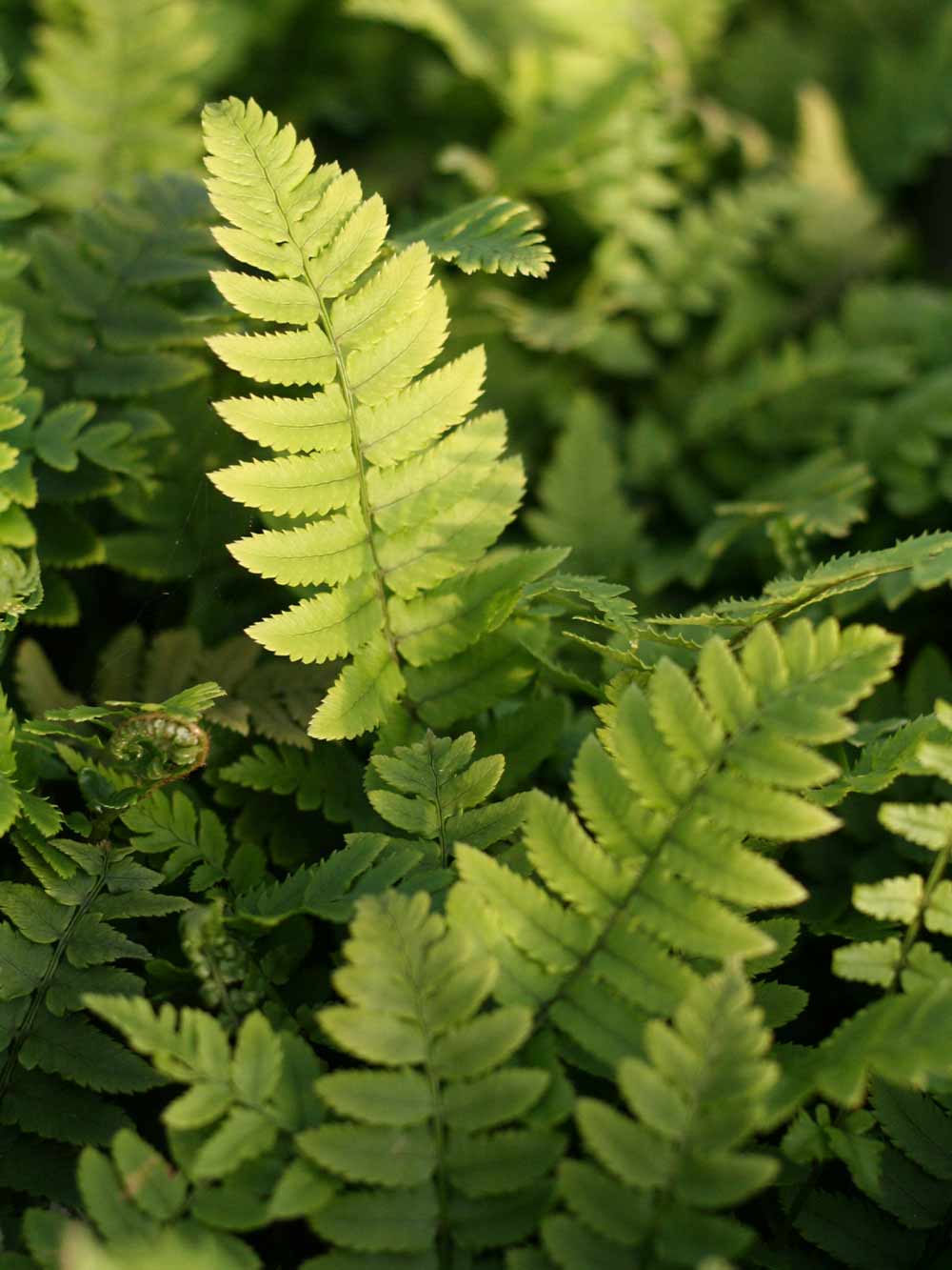 Lurvbräken, Dryopteris cycadina Årets Perenn 2026