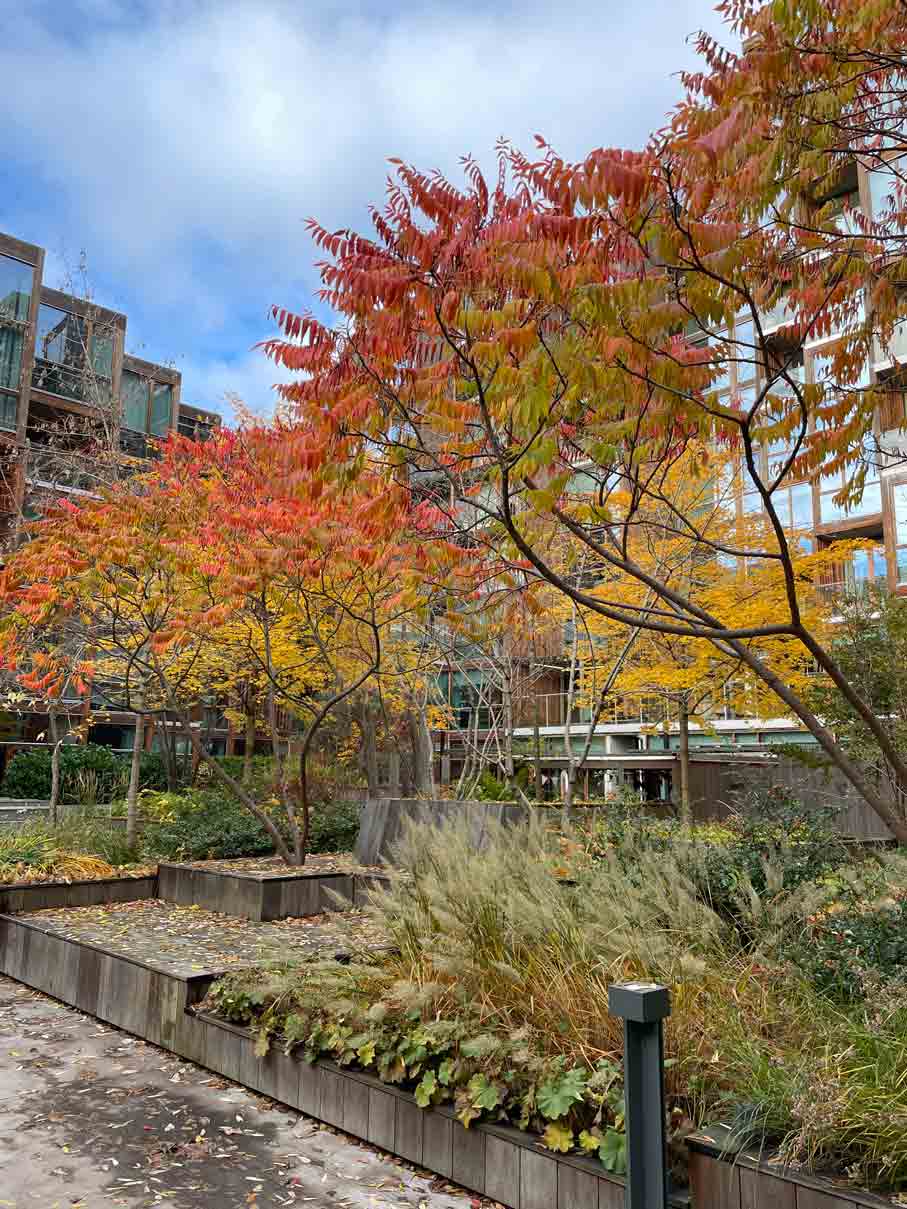 79&Park - Stockholm, plantering av träd, buskar och perenner på bjälklag.