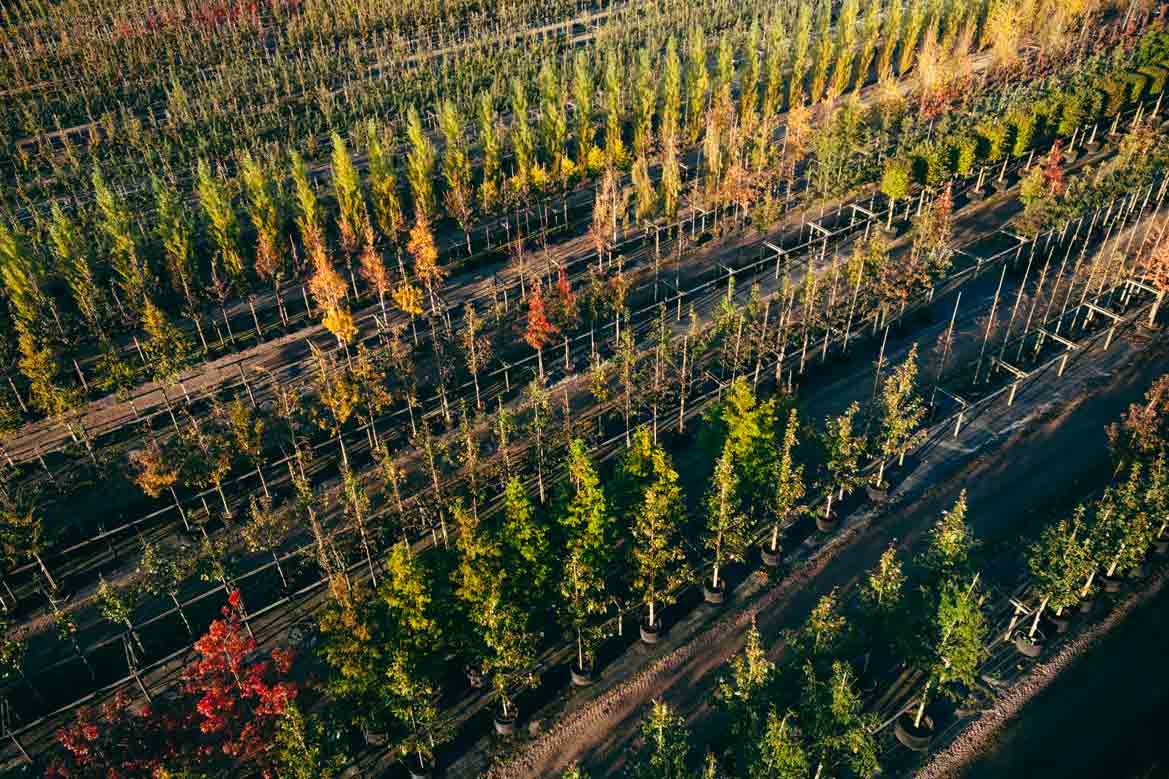 stangby-plantskola-trad-rcc-airpot Stångby Plantskola - träd i RCC och Airpot