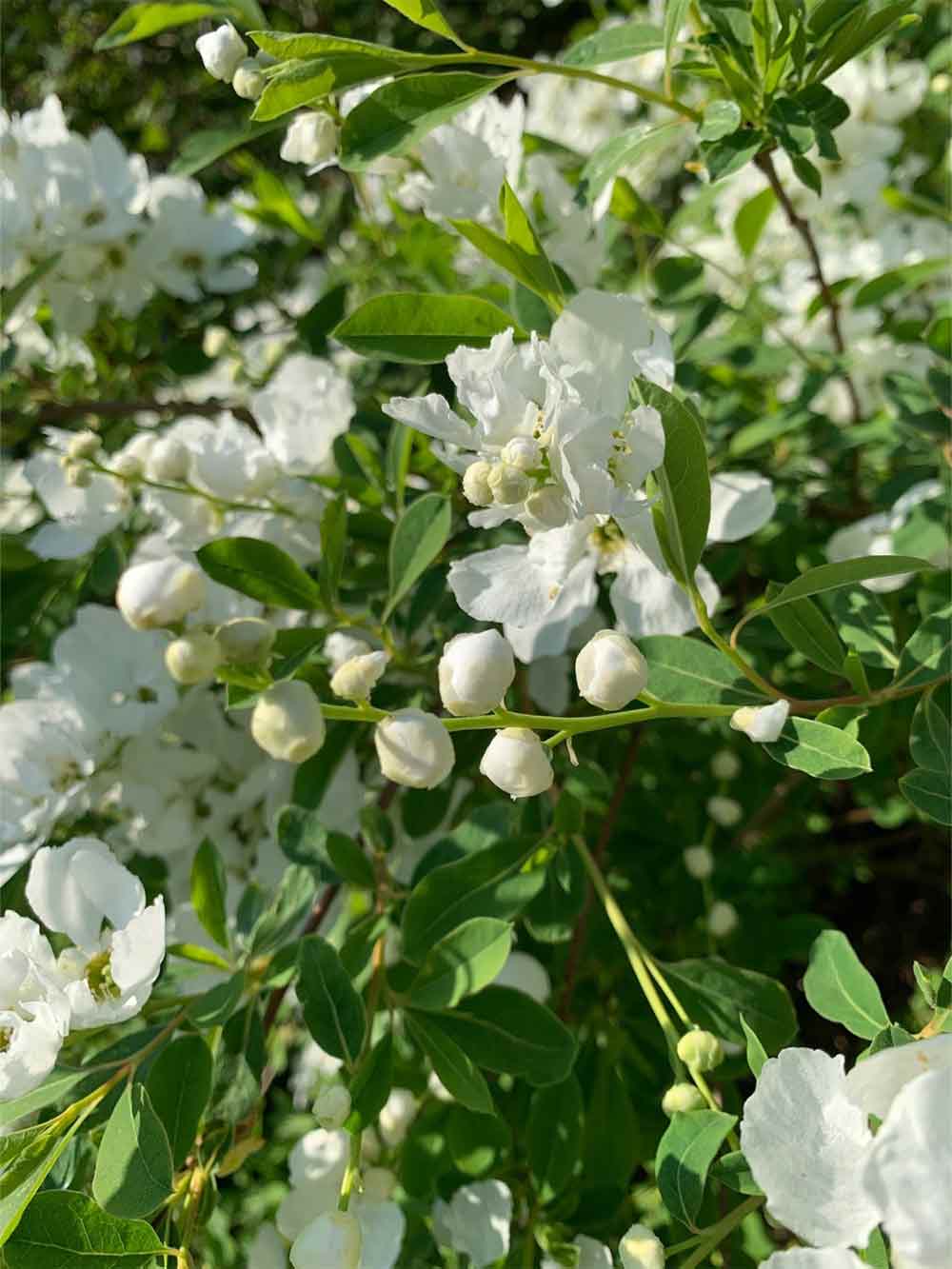 Exochorda 'The Bride' - pärlbuske