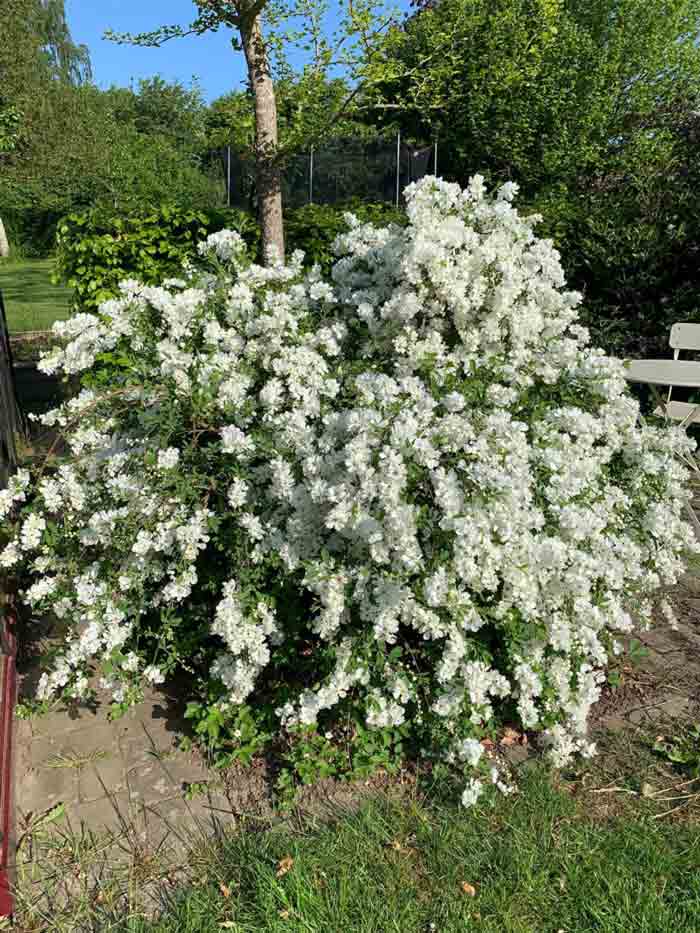 Exochorda 'The Bride' - pärlbuske