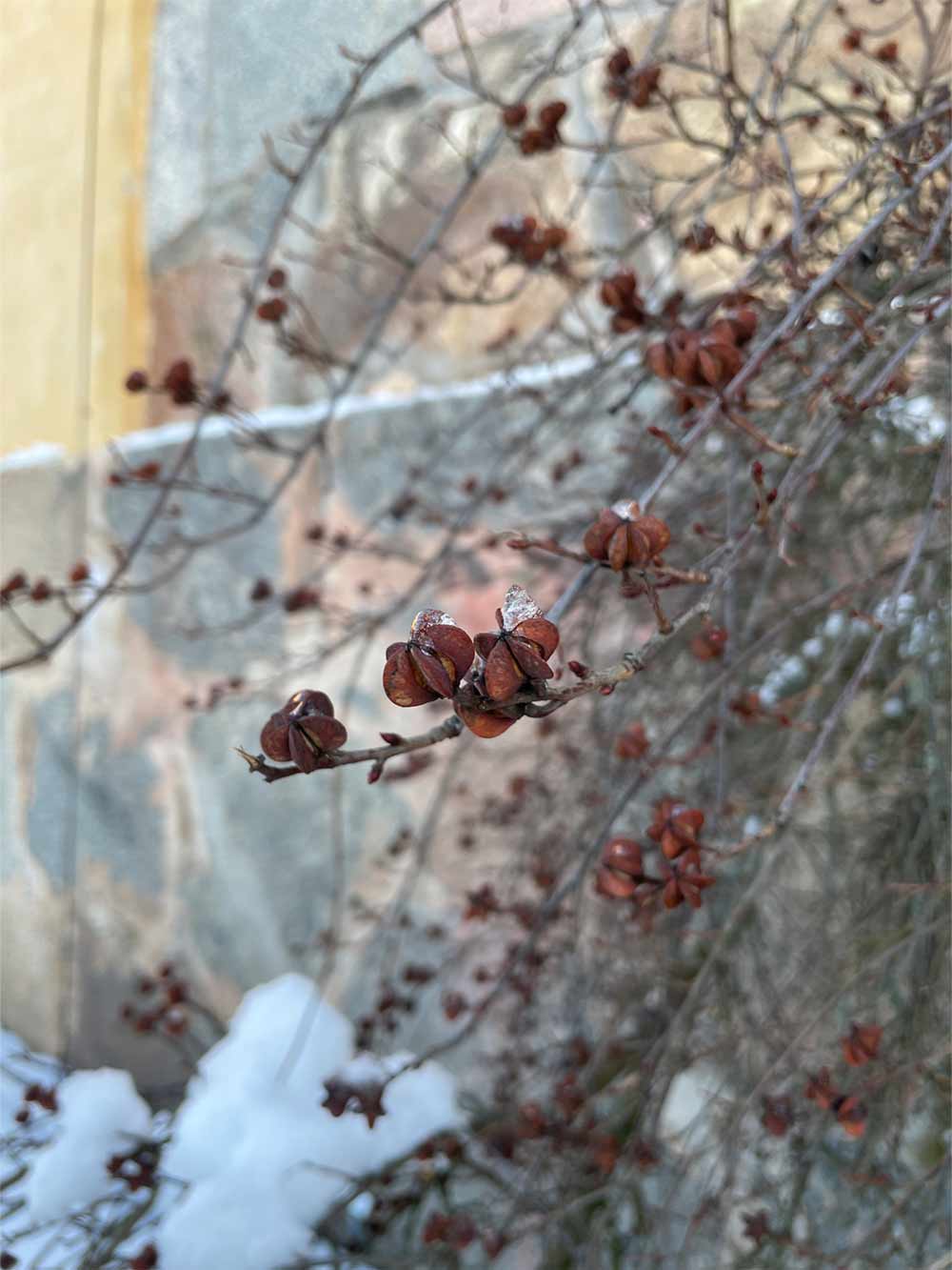Exochorda 'The Bride' - pärlbuske