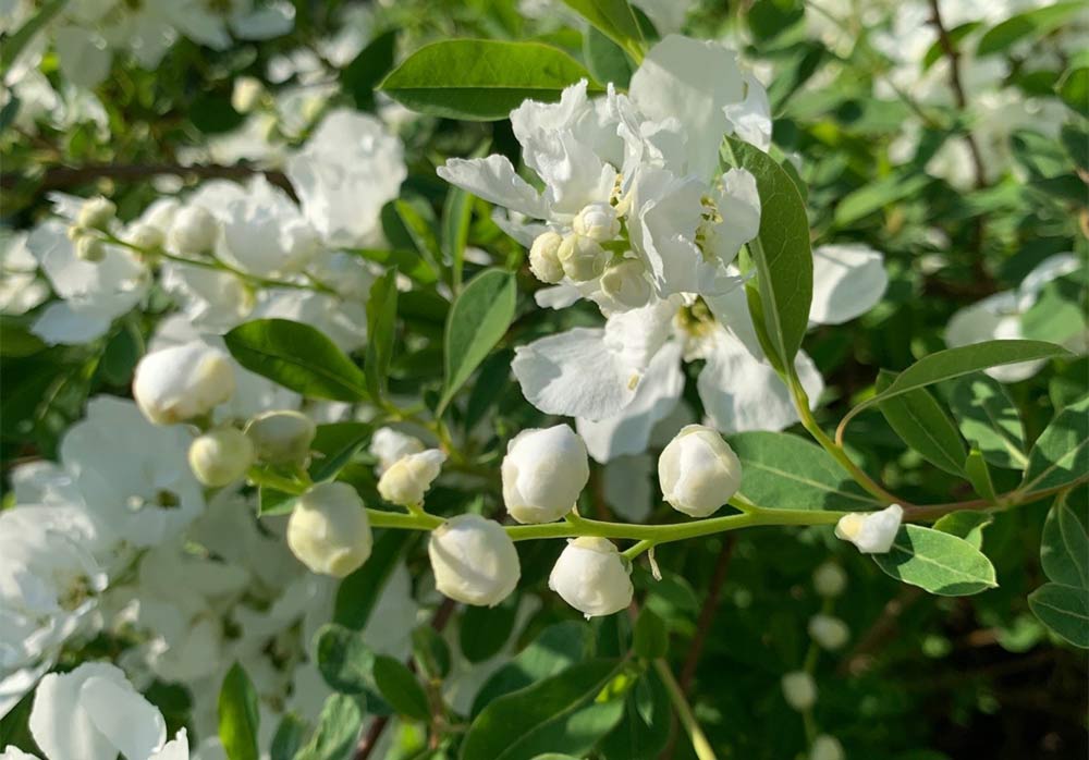 Exochorda 'The Bride' - pärlbuske
