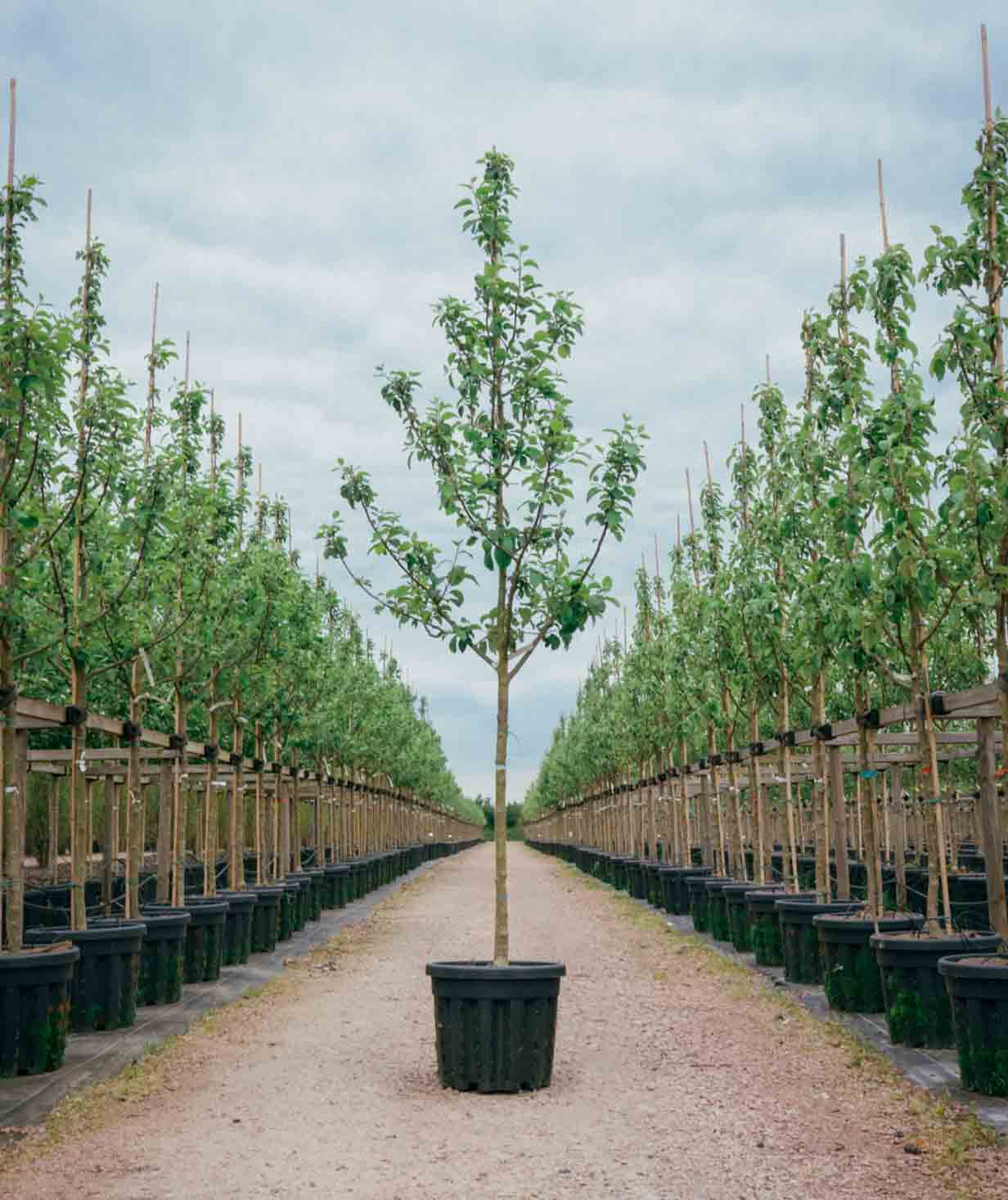 Stångby Plantskola Fruktträd Högstam