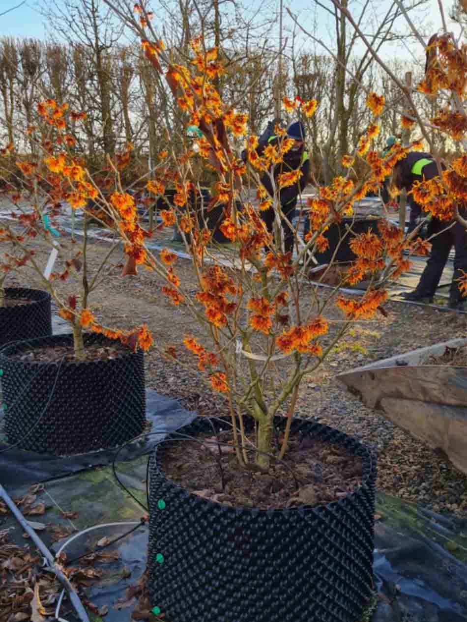 Hamamelix x intermedia 'Jelena' - hybridtrollhassel