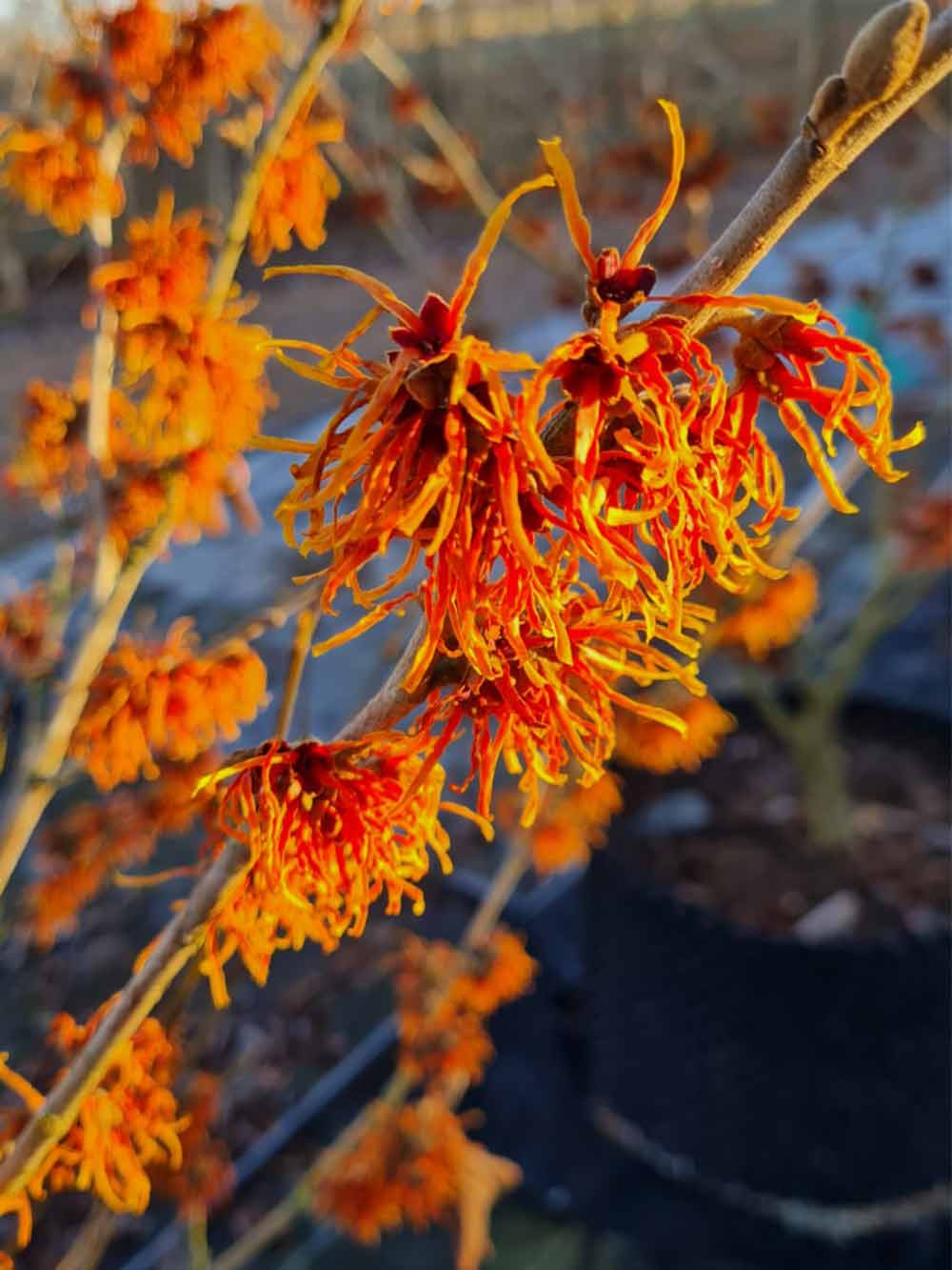 Hamamelix x intermedia 'Jelena' - hybridtrollhassel