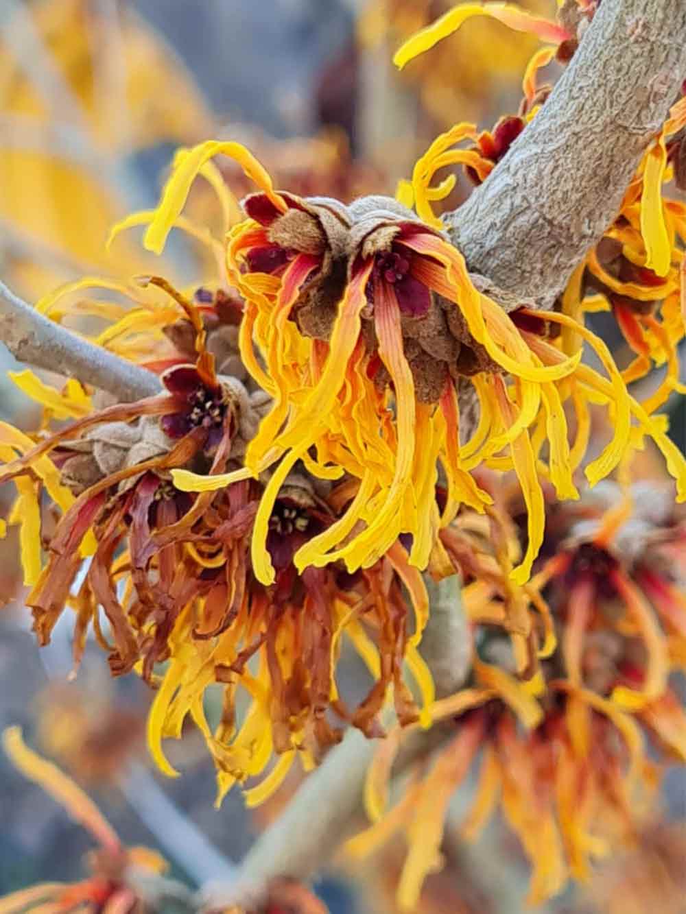 Hamamelix x intermedia 'Jelena' - hybridtrollhassel