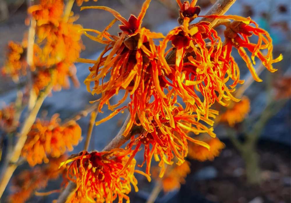 Hamamelix x intermedia 'Jelena' - hybridtrollhassel