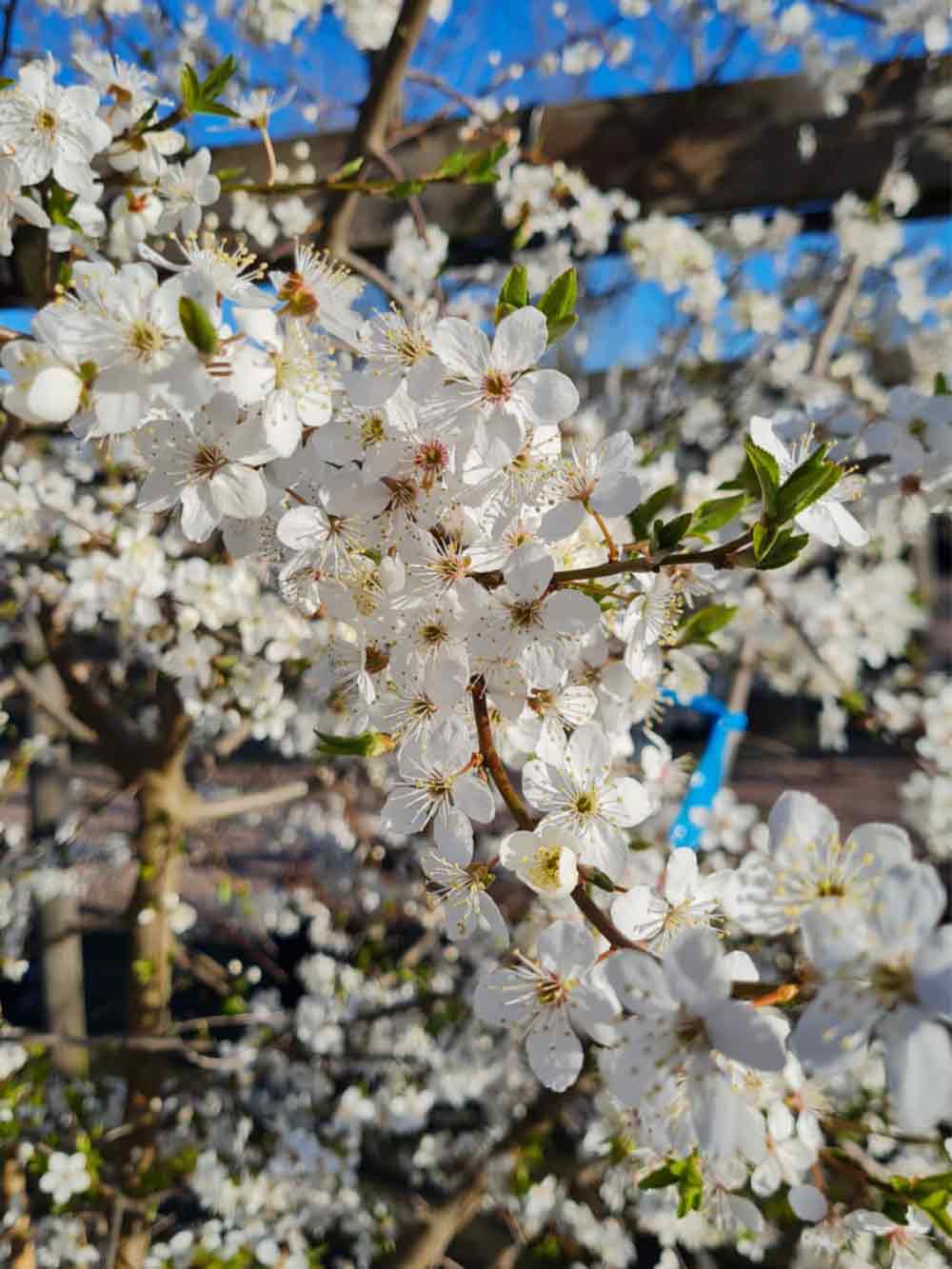 Prunus cerasifera Fk Cecilia E - körsbärsplommon