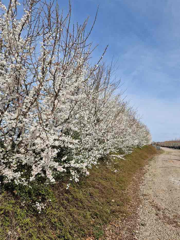 Prunus cerasifera Fk Cecilia E - körsbärsplommon