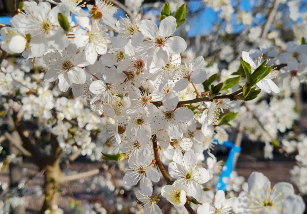 Prunus cerasifera Fk Cecilia E - körsbärsplommon