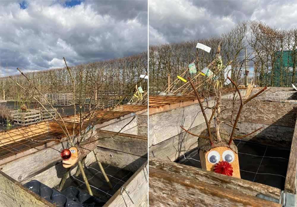 Trärenarna Rut och Rune