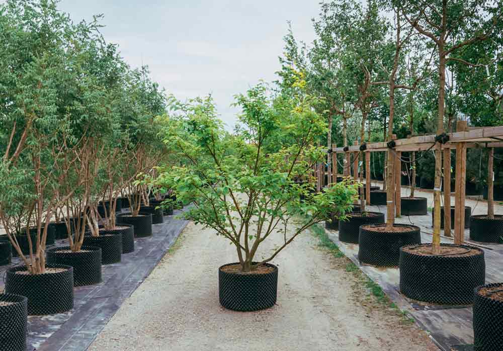 Träd i solitärkvalitet/flerstam i Air-Pot för urna/bjälklag