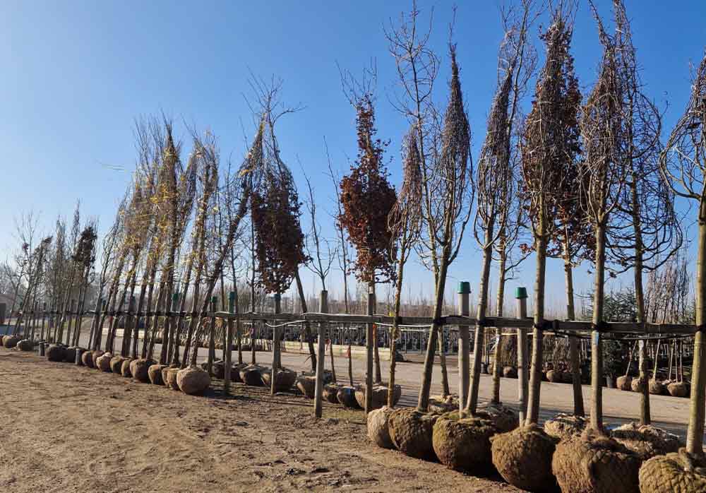 Träd uppgräva från friland - klump