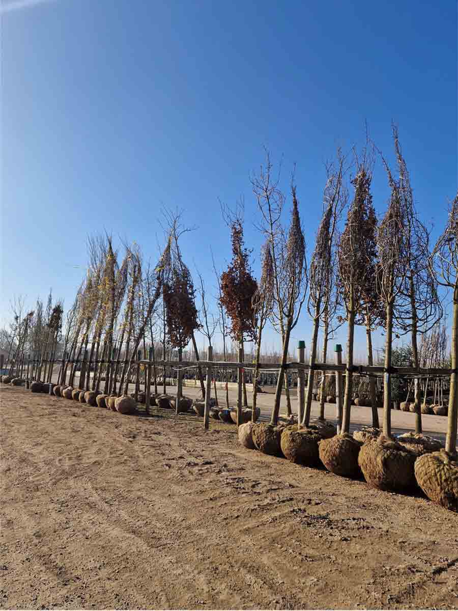 Träd uppgräva från friland - klump