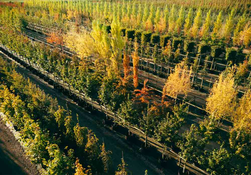 Stångby Plantskola Trädrader sett ovanifrån