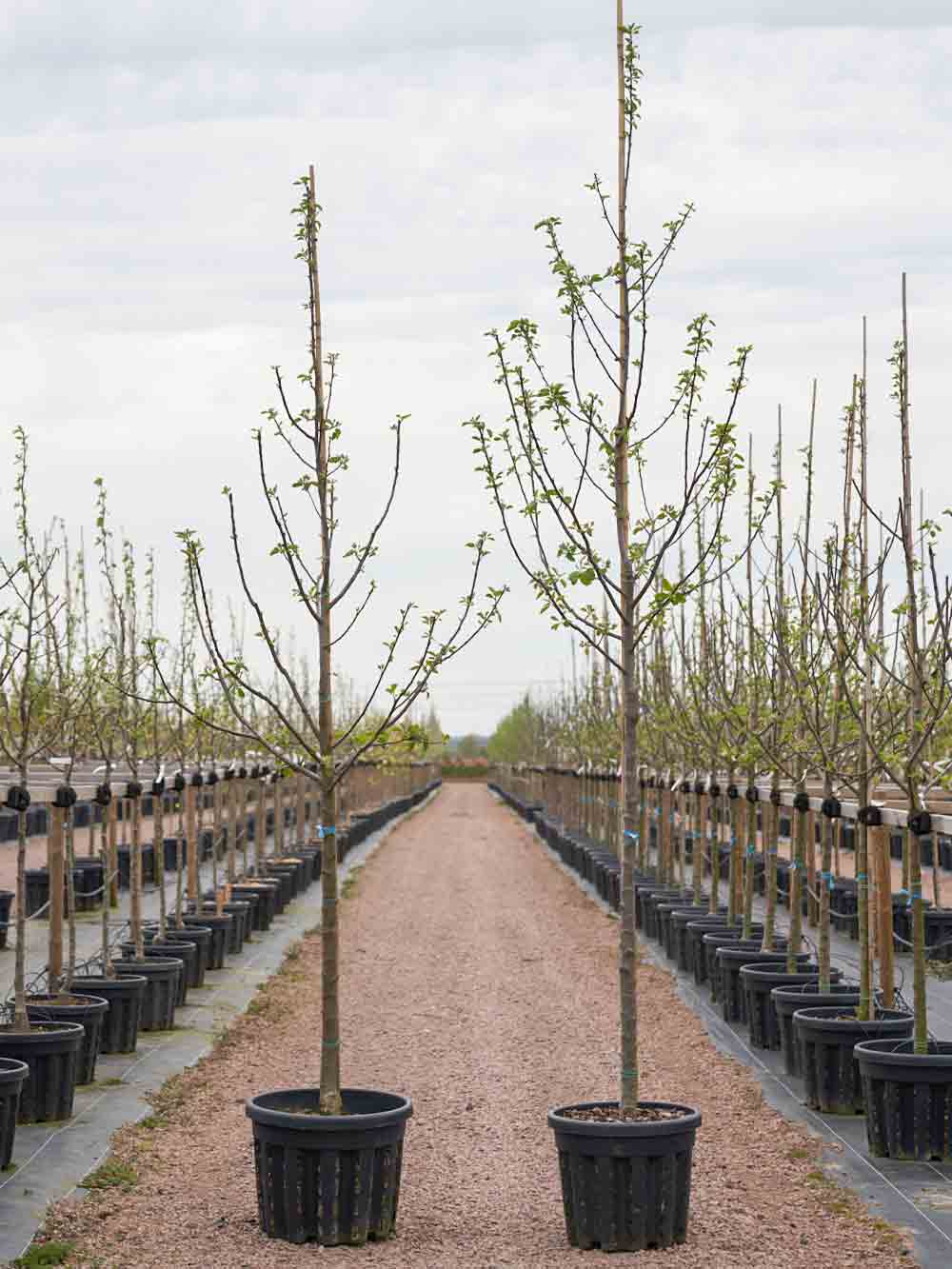 Fruktträd Stångby Premium, Halvstam (vänster) Högstam (Höger)