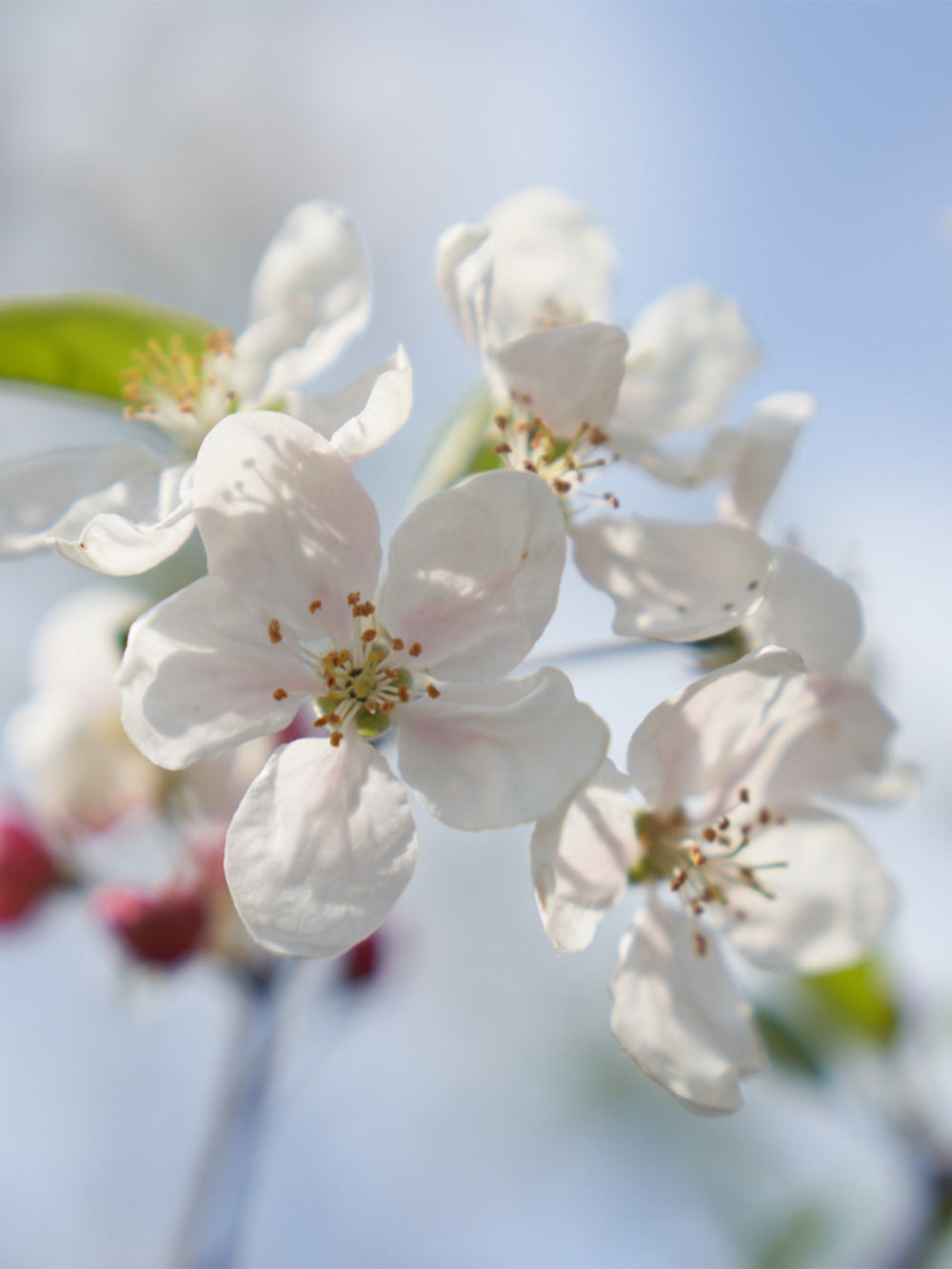 Malus Äpple vit Blomning