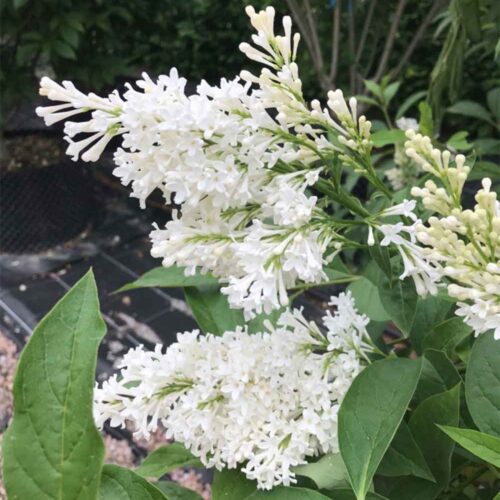 Syringa josikaea 'Holger' - vit ungersk syren