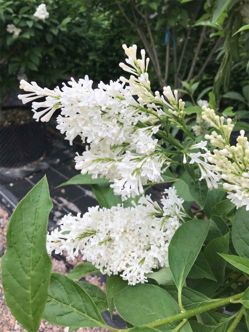 Syringa josikaea 'Holger' - vit ungersk syren