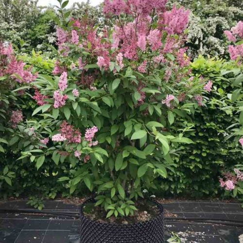 Syringa x prestoniae ‘James Macfarlane’ - prestonsyren