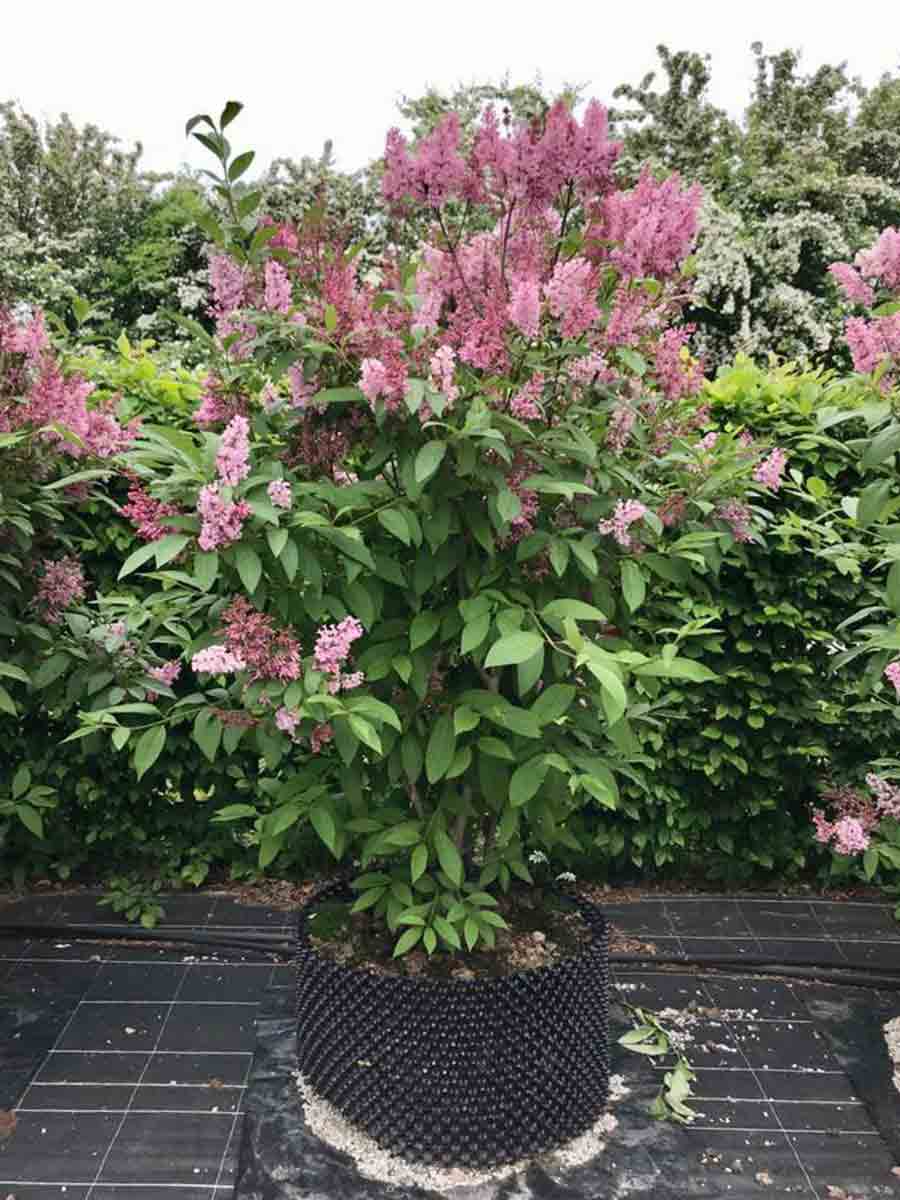 Syringa x prestoniae ‘James Macfarlane’ - prestonsyren