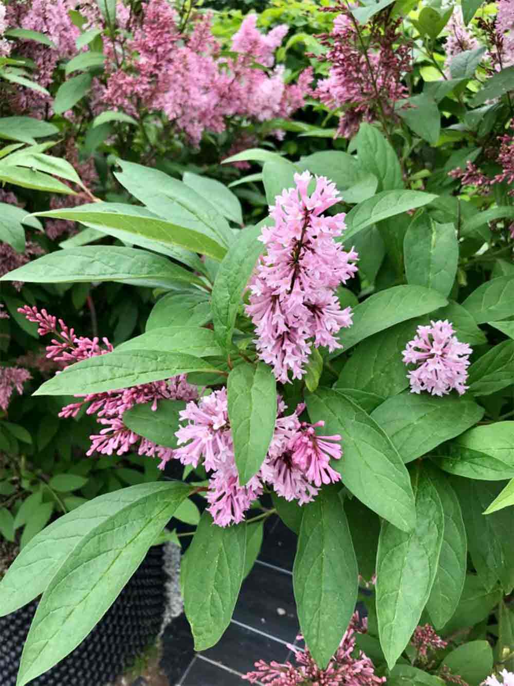 Syringa x prestoniae ‘James Macfarlane’ - prestonsyren