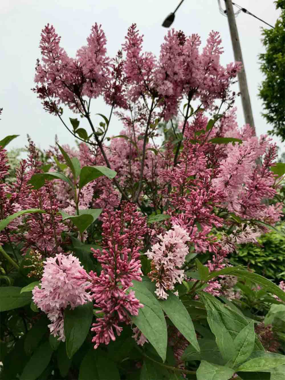 Syringa x prestoniae ‘James Macfarlane’ - prestonsyren