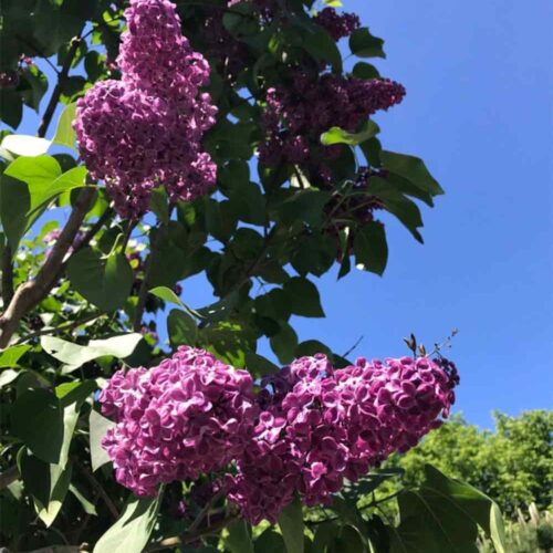 Syringa vulgaris ‘Andenken an Ludwig Späth’ - ädelsyren